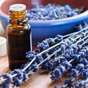 Lavender