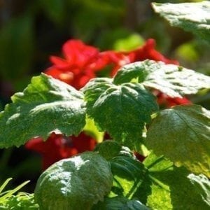 Patchouli