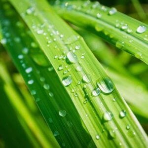 Lemongrass