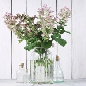 Clary Sage