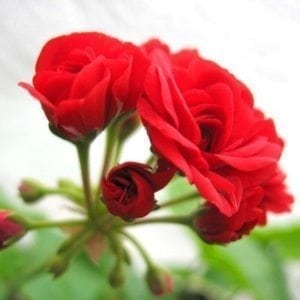 Rose Geranium